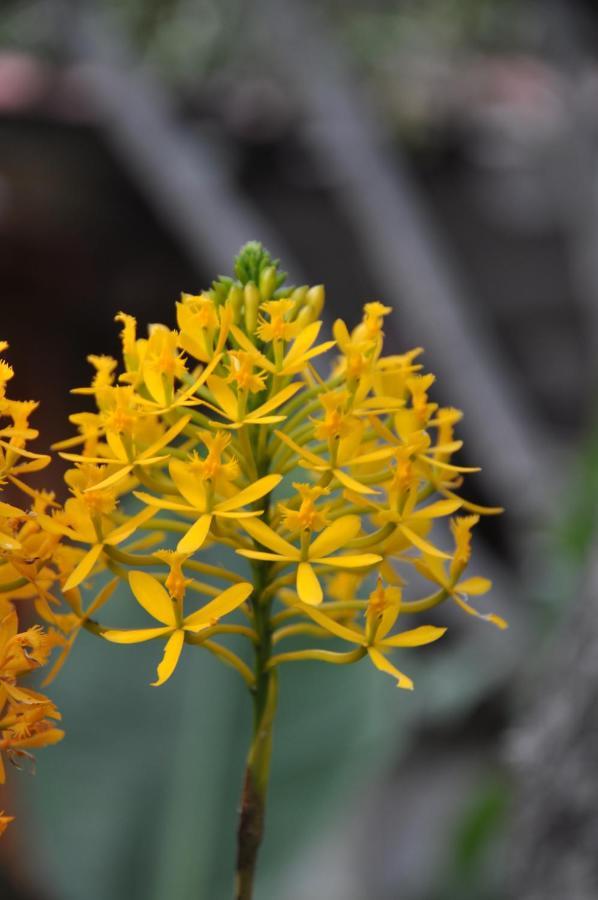 Las Orquideas Ольянтайтамбо Екстер'єр фото